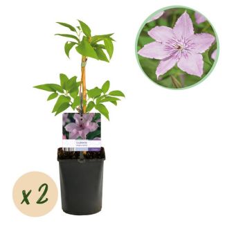 2 Pieces Pink Clematis