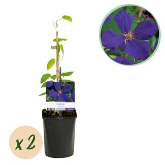 2 Pieces Clematis Purple