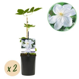 2 Pieces Clematis White