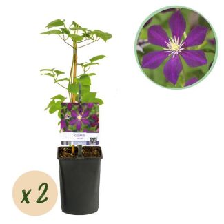 2 Pieces Clematis Purple