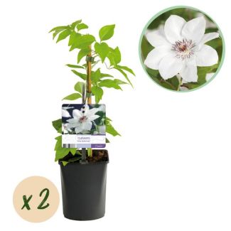 2 Pieces Clematis White