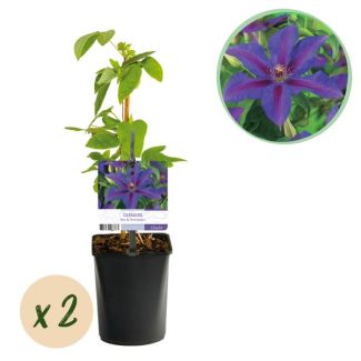 2 Pieces Clematis Purple