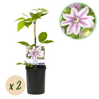 2 Pieces Clematis White with Pink