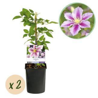 2 Pieces Clematis White with Pink