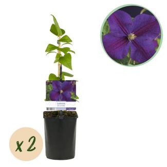 2 Pieces Clematis Deep Blue