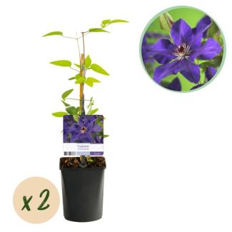 2 Pieces Clematis Purple