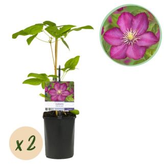 2 Pieces Pink Clematis