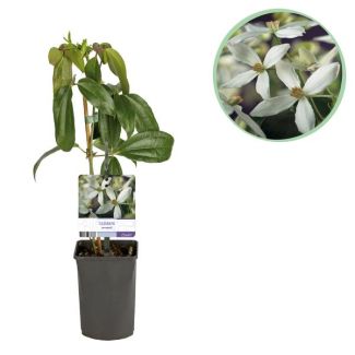 Clematis White