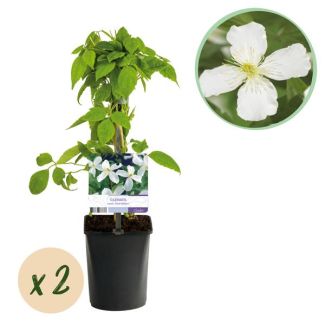 2 Pieces Clematis White