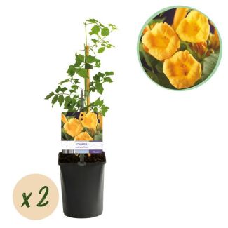 2 Pieces Trumpet Flower