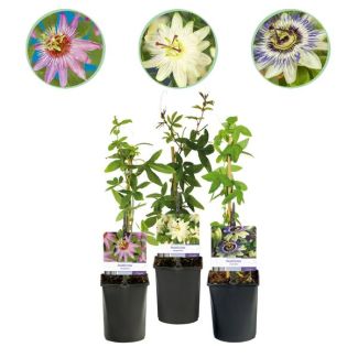 3 Pieces Passionflower 3-Color Pink-White-Purple