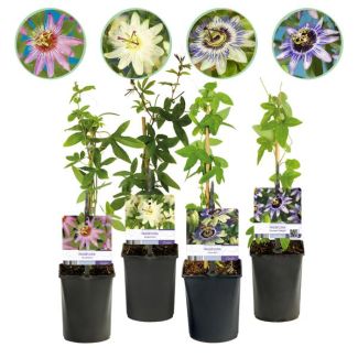 4 Pieces Passion Flower Pink-White-Purple-Green