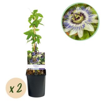 2 Pieces Passion Flower Blue-White/Green