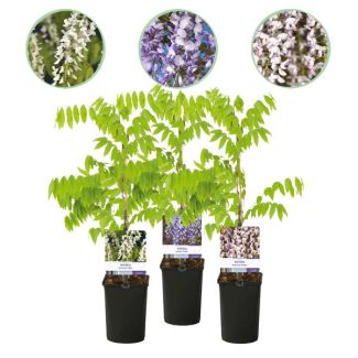 3 Pieces Wisteria Multiple Colors Blue - Pink - White