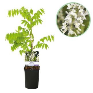 Wisteria Color White