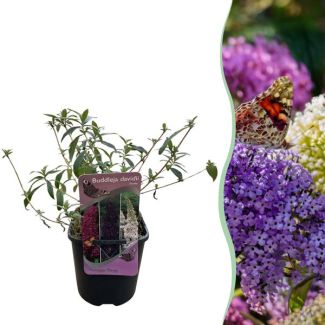 Butterfly bush 3 colors