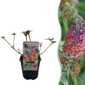Butterfly Bush Pink with Orange