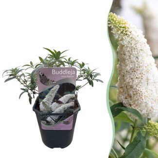 Butterfly Bush White