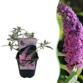 Butterfly bush