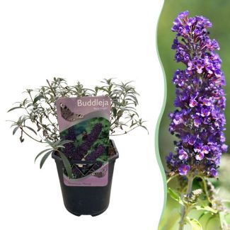 Butterfly Bush Purple