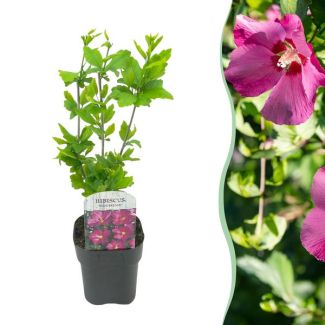 Althea Shrub Pink with Dark Heart