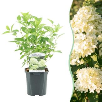 Panicled Hydrangea Green - Cream - Soft Pink