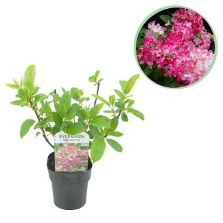 Panicled Hydrangea Cream - Pink