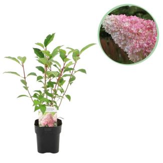 Panicled Hydrangea