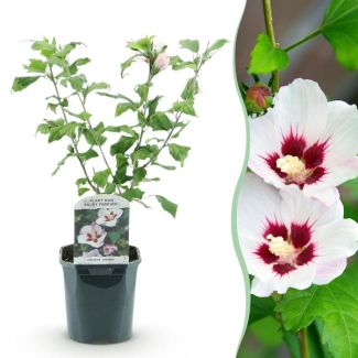 Althea Shrub White with Pink Heart