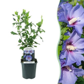 Althea Shrub Blue with Dark Heart