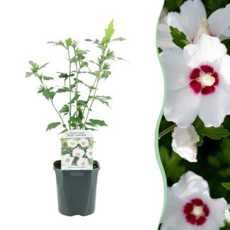 Althea Shrub White with Red Heart
