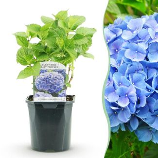 Hydrangea Blue