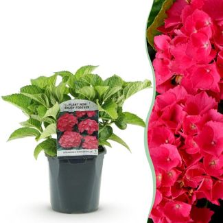 Hydrangea Pink/Red