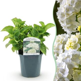 Hydrangea White