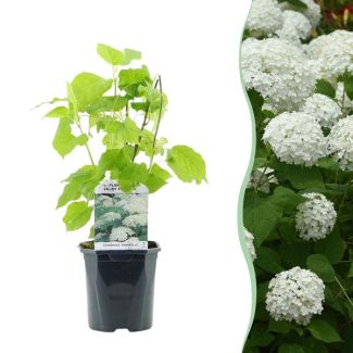 Snowball Hydrangea White