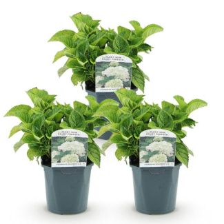 3 Pieces Hydrangea White