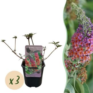 Set of 3 Butterfly Bushes Orange - Purple
