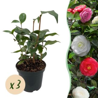 3 Pieces Japanese Camellia Tricolour