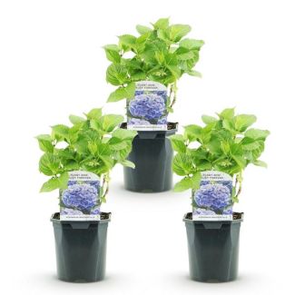 3 Pieces Hydrangea Blue