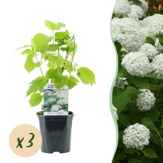 3 Pieces Snowball Hydrangea White
