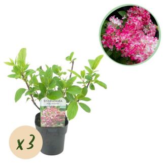 3 Pieces Panicled Hydrangea White - Pink