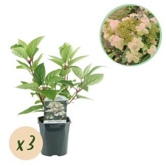 3 Pieces Panicled Hydrangea White to Wine Red