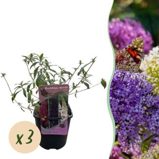 3 Pieces Butterfly Bush Pink - White - Purple