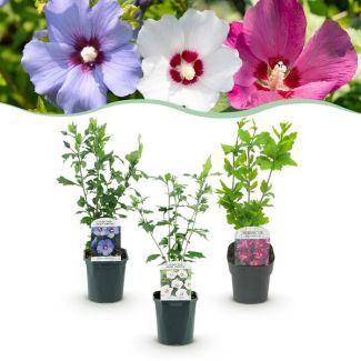 3 Pieces Althea 3 color mix Pink - White - Blue