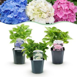 Hydrangea Blue - White - Pink