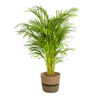 Areca palm in basket