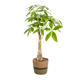 Money tree in basket