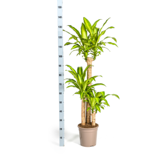 Dracaena fragrans 'Massangeana' with basket Ø24 cm - 130–150 cm