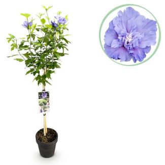 Althea on Stem Soft Blue