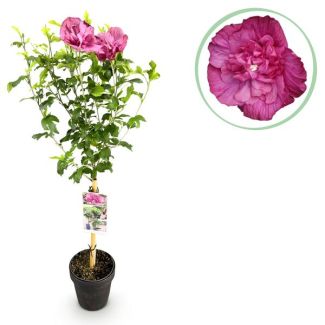 Althea on a stem Pink